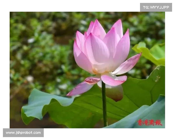 焦点赛事搓的太快 比赛焦点